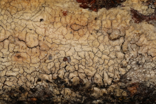 Representative image of Phlebiopsis flavidoalba