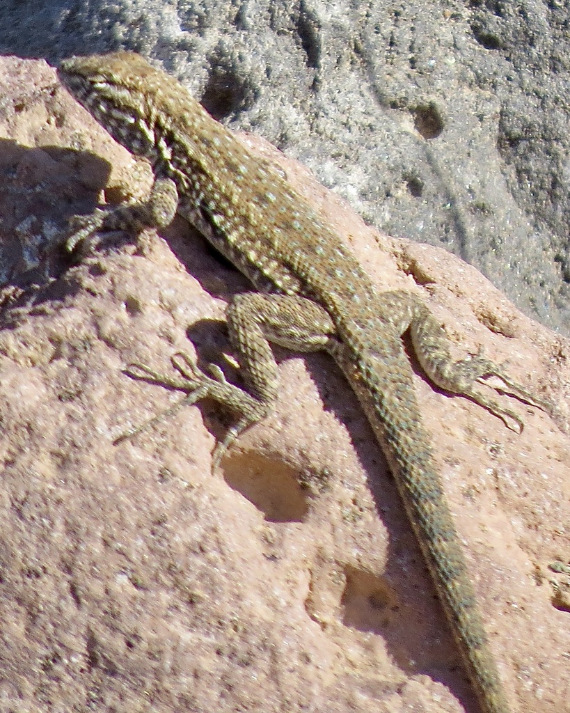 Common Side-blotched Lizard in October 2023 by Matt Chew · iNaturalist