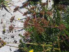 Nanobubon strictum