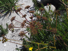 Nanobubon strictum