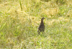 Coturnix pectoralis