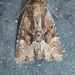 Oblique Brocade Moth - Photo (c) Scott Gilmore, some rights reserved (CC BY-NC), uploaded by Scott Gilmore