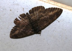 Anisoneura salebrosa