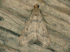 Bostra obsoletalis