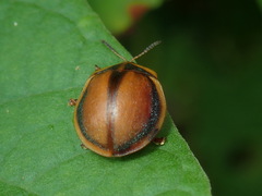Chelymorpha peruana