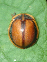 Chelymorpha peruana