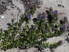 Psoralea fruticans