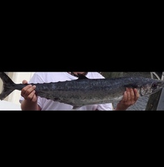 Scomberomorus cavalla