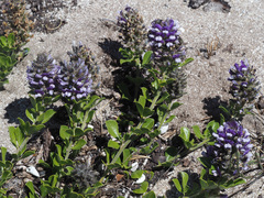 Psoralea fruticans