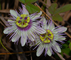 Passiflora santiagana