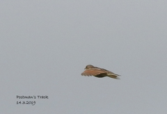 Mirafra javanica