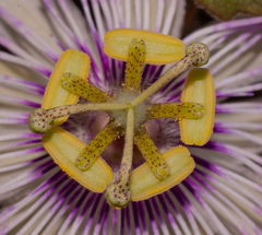 Passiflora santiagana