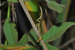 Passiflora santiagana