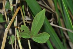 Passiflora santiagana