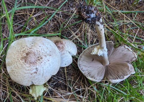 観察された菌類