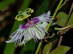 Passiflora santiagana
