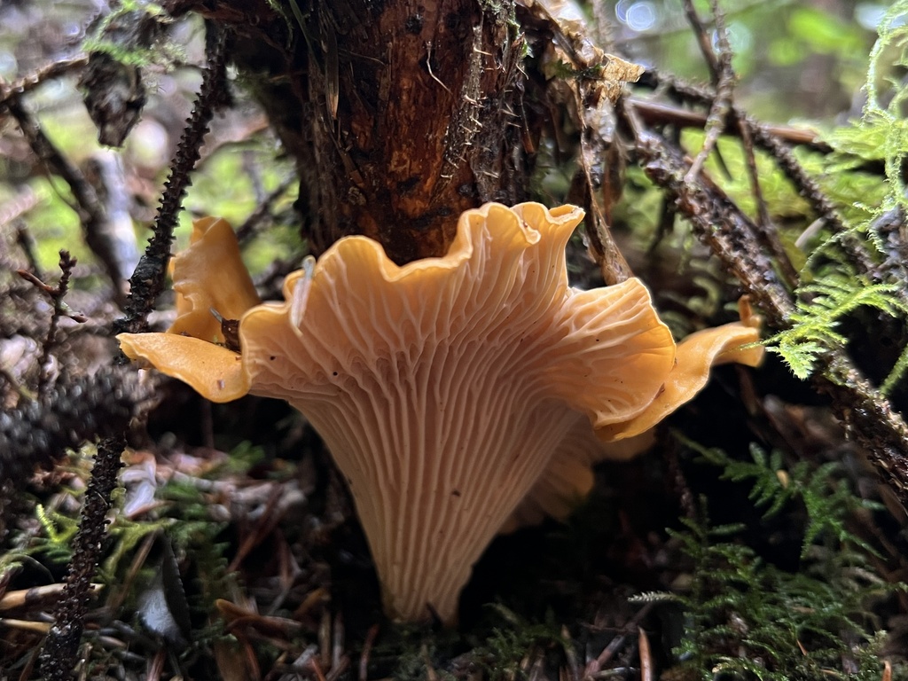 Pacific Golden Chanterelle in October 2023 by Myceliyumm · iNaturalist