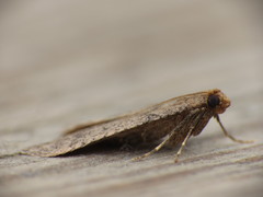 Bostra obsoletalis