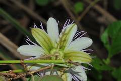 Passiflora santiagana