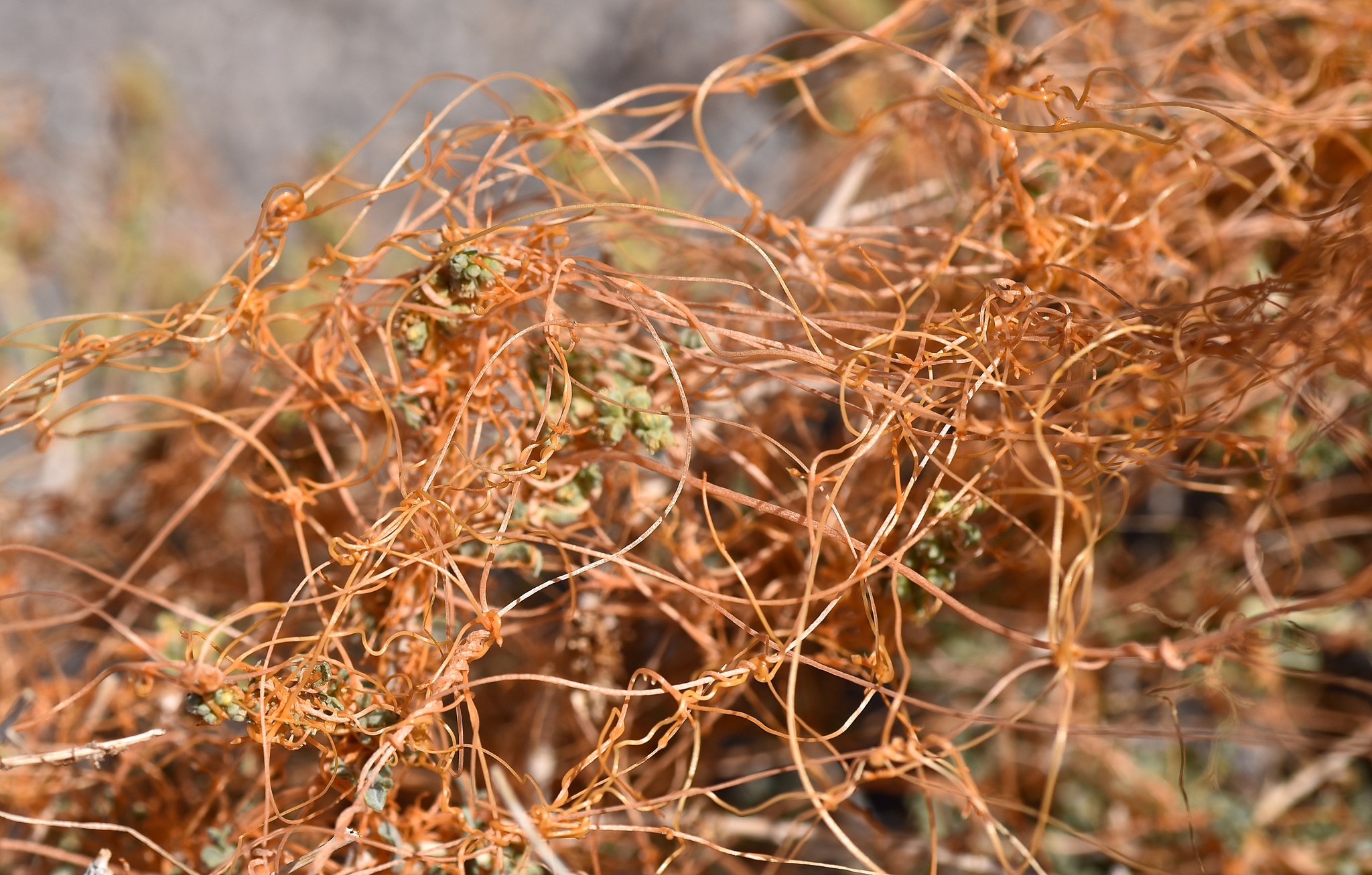 Cuscuta nevadensis
