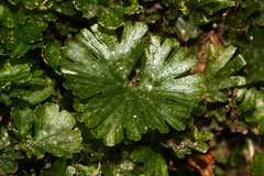 Crepidomanes minutum