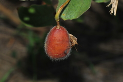 Passiflora santiagana