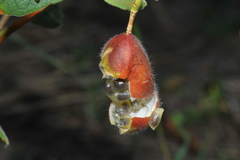 Passiflora santiagana
