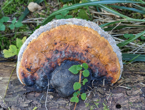 Fomitopsis pinicola