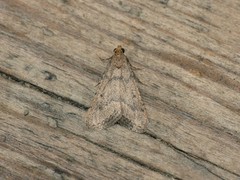 Bostra obsoletalis