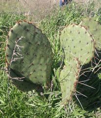 Opuntia gilvescens