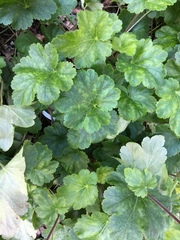 Heuchera maxima