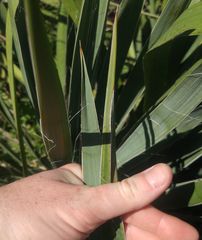 Yucca necopina