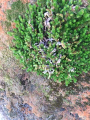 Selaginella eremophila