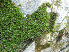 Crepidomanes minutum