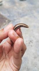 Subdoluseps bowringii