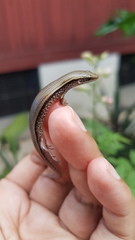 Subdoluseps bowringii