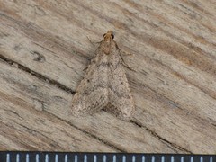 Bostra obsoletalis