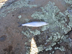 Coregonus artedi