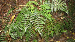 Polystichum silvaticum