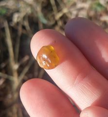 Nostocales