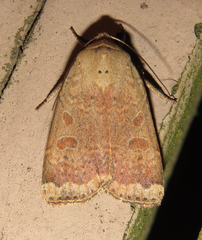 Abagrotis alternata