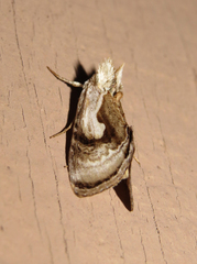 Chrysanympha formosa