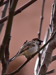 Passer domesticus tingitanus