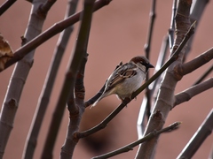 Passer domesticus tingitanus