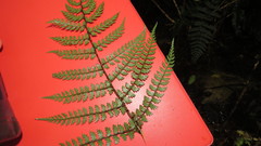 Polystichum silvaticum