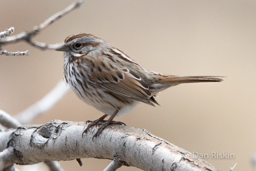 Song Sparrow photographed in Utah