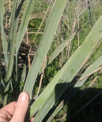 Yucca necopina