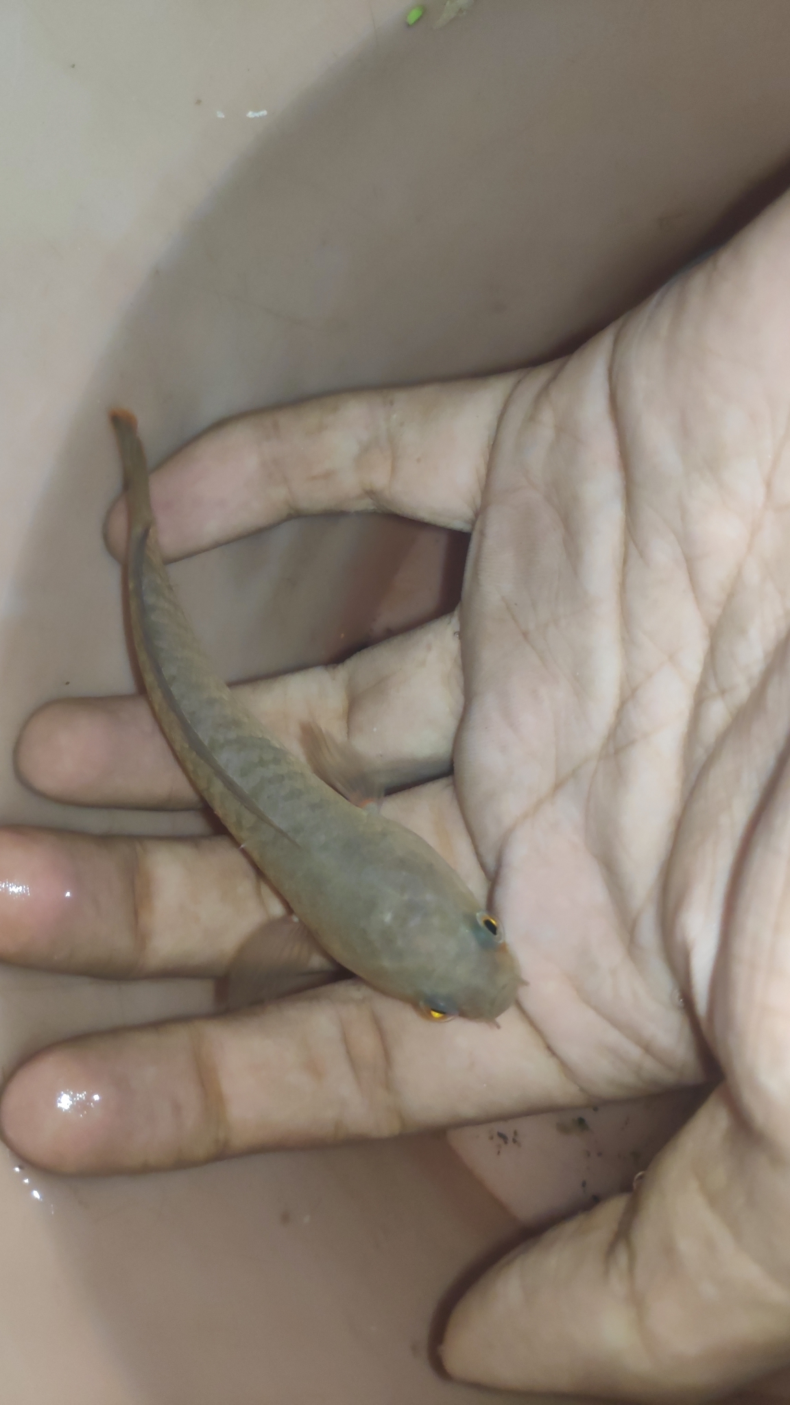 Golden Snakehead photo 3