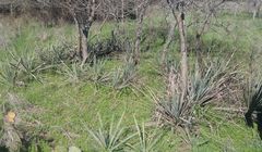 Yucca necopina