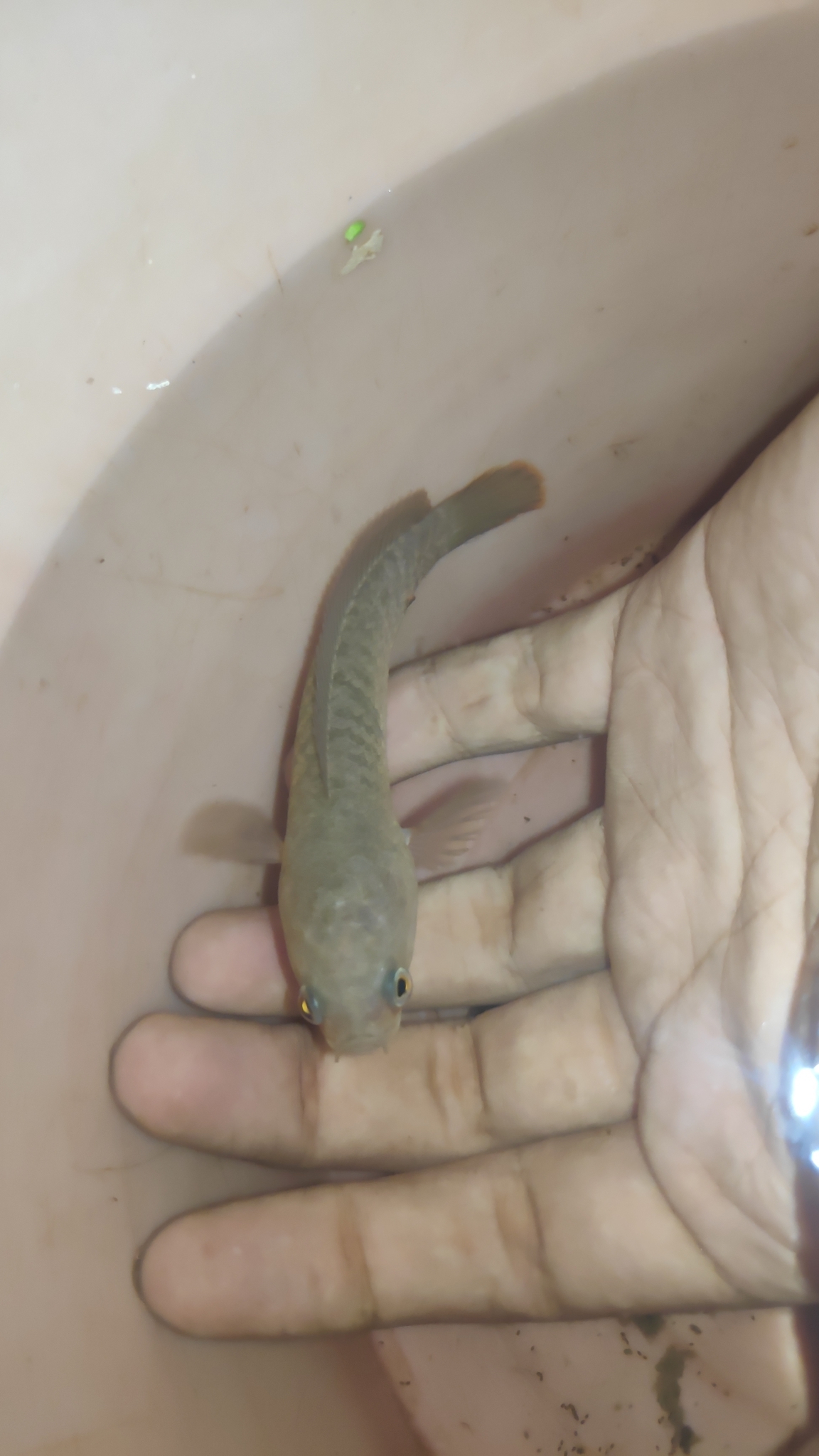 Golden Snakehead photo 4